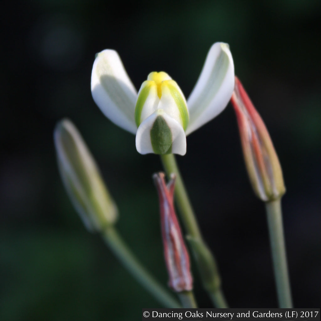 Bulbs & Tubers ~ Albuca humilis ~ Dancing Oaks Nursery and Gardens ~ Retail Nursery ~ Mail Order Nursery