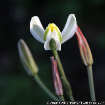 Bulbs & Tubers ~ Albuca humilis ~ Dancing Oaks Nursery and Gardens ~ Retail Nursery ~ Mail Order Nursery
