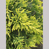 Trees ~ Juniperus horizontalis 'Golden Wiltonii', Golden Creeping Juniper ~ Dancing Oaks Nursery and Gardens ~ Retail Nursery ~ Mail Order Nursery
