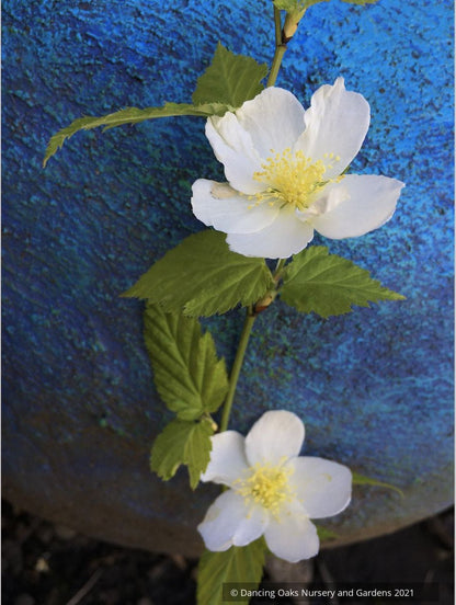 Shrubs ~ Kerria japonica 'Albiflora', White Japanese Kerria ~ Dancing Oaks Nursery and Gardens ~ Retail Nursery ~ Mail Order Nursery