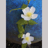Kerria japonica 'Albiflora', Gypsy Rose