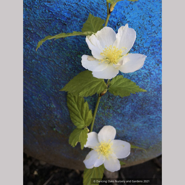 Tanakaea radicans, Japanese Foam Flower – Dancing Oaks Nursery and Gardens