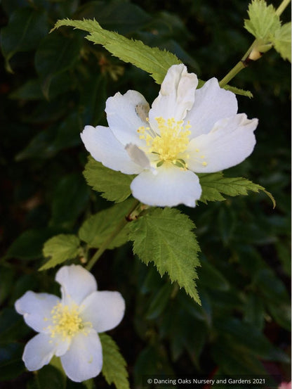 Shrubs ~ Kerria japonica 'Albiflora', White Japanese Kerria ~ Dancing Oaks Nursery and Gardens ~ Retail Nursery ~ Mail Order Nursery