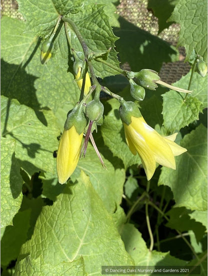 Kirengeshoma palmata, Yellow Waxy Bells