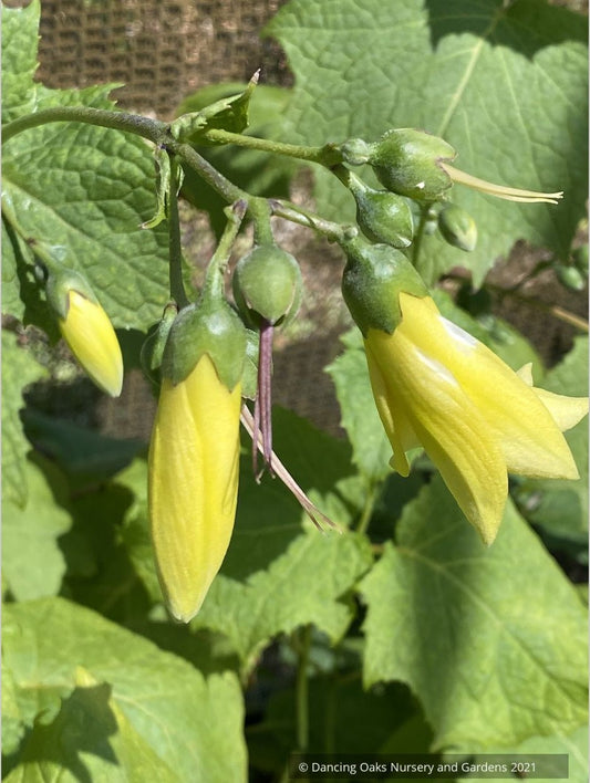 Kirengeshoma palmata, Yellow Waxy Bells