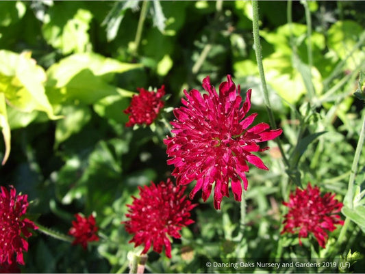 Perennials ~ Knautia macedonica, Pincushion Flower ~ Dancing Oaks Nursery and Gardens ~ Retail Nursery ~ Mail Order Nursery
