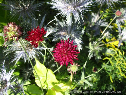 Perennials ~ Knautia macedonica, Pincushion Flower ~ Dancing Oaks Nursery and Gardens ~ Retail Nursery ~ Mail Order Nursery