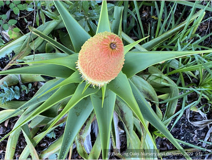 Perennials ~ Kniphofia northiae, Torch Lily ~ Dancing Oaks Nursery and Gardens ~ Retail Nursery ~ Mail Order Nursery