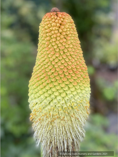 Kniphofia northiae, Torch Lily