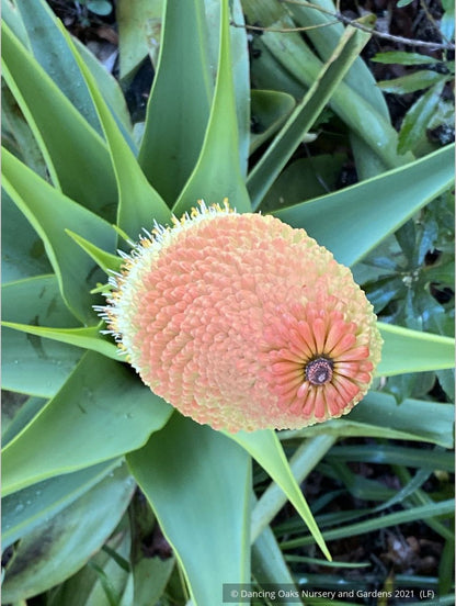 Perennials ~ Kniphofia northiae, Torch Lily ~ Dancing Oaks Nursery and Gardens ~ Retail Nursery ~ Mail Order Nursery