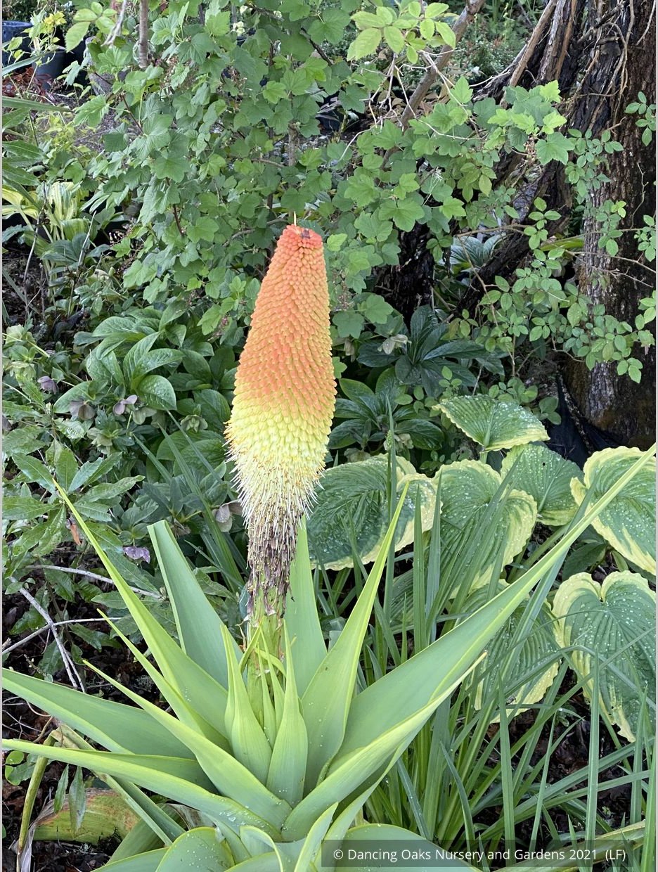 Perennials ~ Kniphofia northiae, Torch Lily ~ Dancing Oaks Nursery and Gardens ~ Retail Nursery ~ Mail Order Nursery