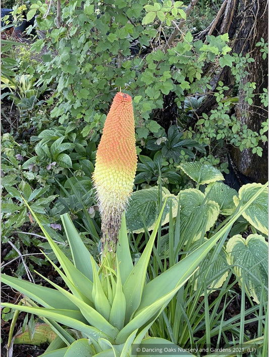 Perennials ~ Kniphofia northiae, Torch Lily ~ Dancing Oaks Nursery and Gardens ~ Retail Nursery ~ Mail Order Nursery