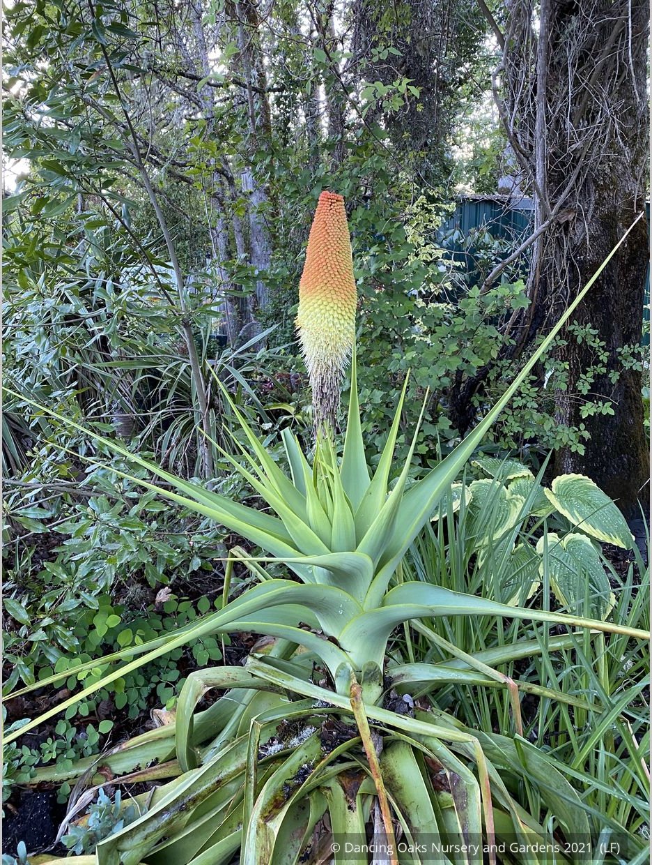 Perennials ~ Kniphofia northiae, Torch Lily ~ Dancing Oaks Nursery and Gardens ~ Retail Nursery ~ Mail Order Nursery