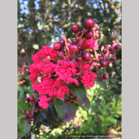 Lagerstroemia Enduring Summer™ Red PP 25,476, Reblooming Red Crape Myrtle