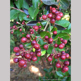 Lagerstroemia Enduring Summer™ Red PP 25,476, Reblooming Red Crape Myrtle