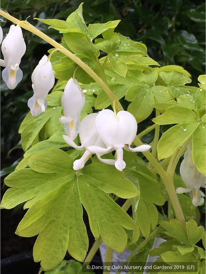 Perennials ~ Lamprocapnos (syn. Dicentra) spectabilis 'White Gold' PPAF, Bleeding Heart ~ Dancing Oaks Nursery and Gardens ~ Retail Nursery ~ Mail Order Nursery