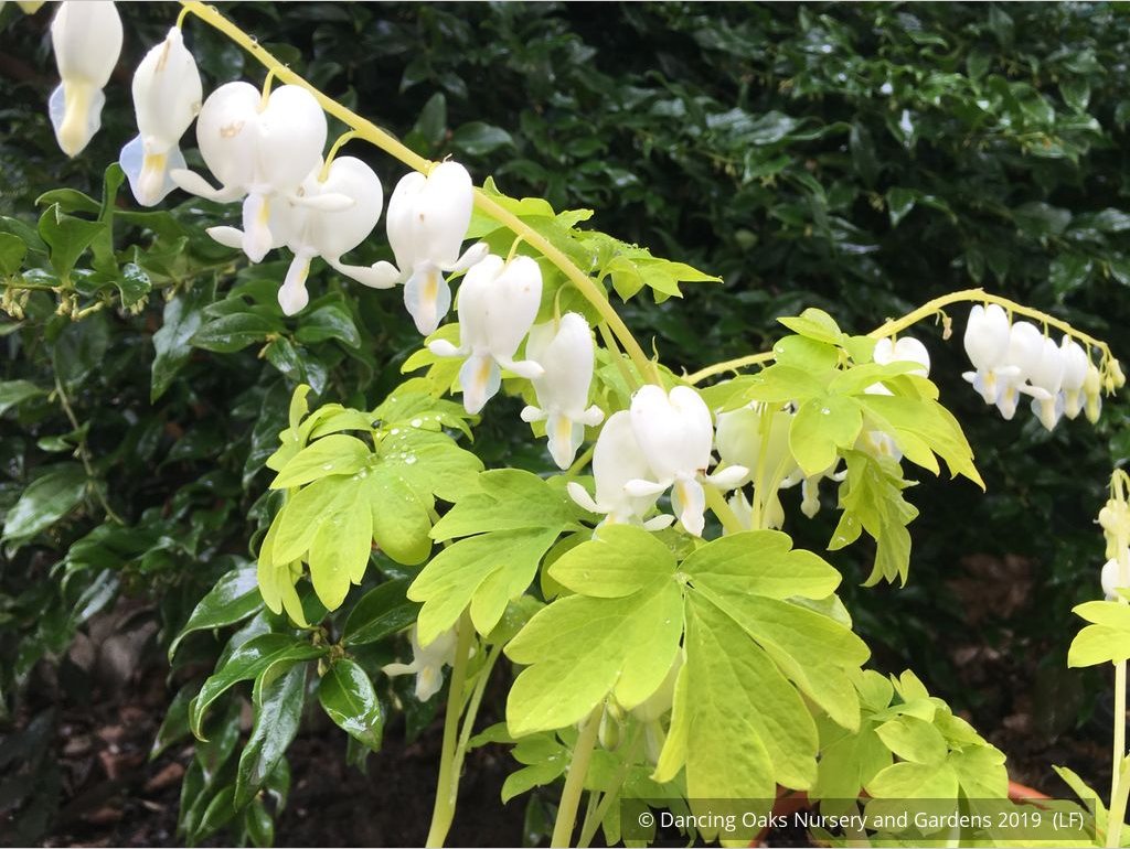 Perennials ~ Lamprocapnos (syn. Dicentra) spectabilis 'White Gold' PPAF, Bleeding Heart ~ Dancing Oaks Nursery and Gardens ~ Retail Nursery ~ Mail Order Nursery