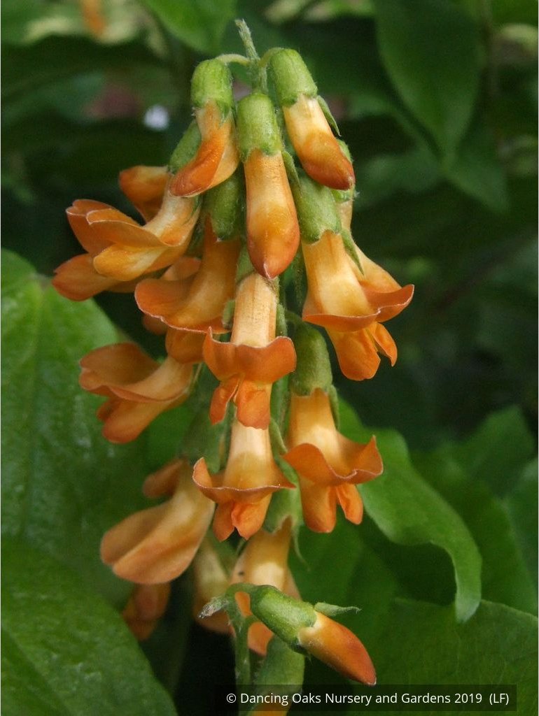 Perennials ~ Lathyrus aureus, Spring Vetchling ~ Dancing Oaks Nursery and Gardens ~ Retail Nursery ~ Mail Order Nursery