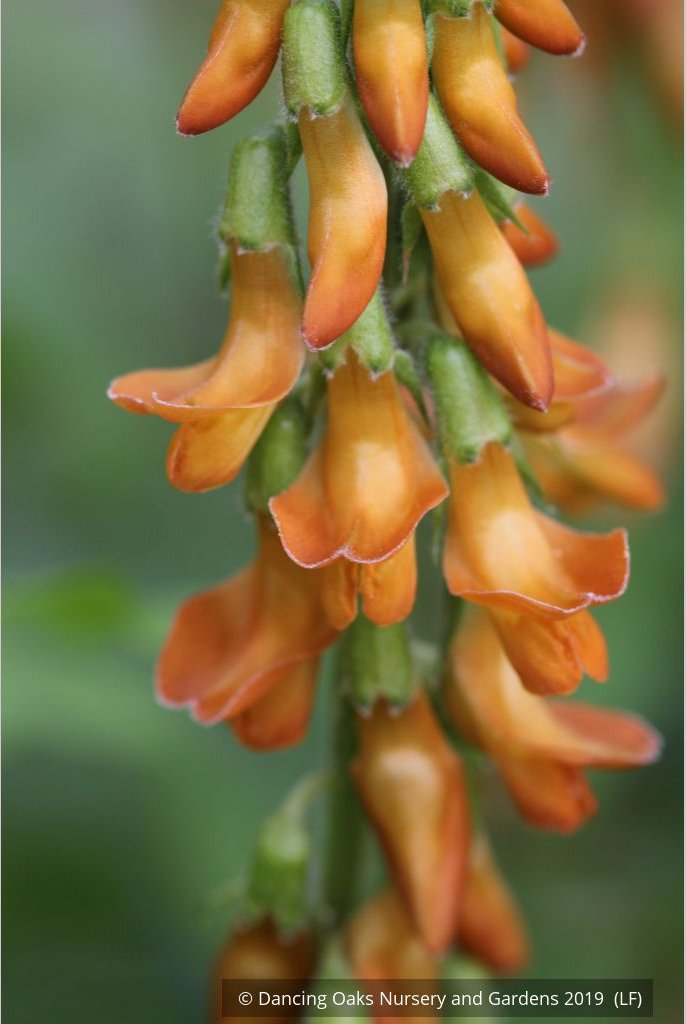 Perennials ~ Lathyrus aureus, Spring Vetchling ~ Dancing Oaks Nursery and Gardens ~ Retail Nursery ~ Mail Order Nursery