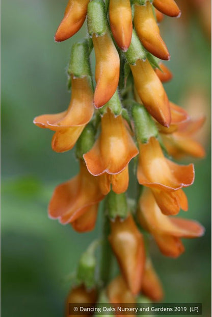 Perennials ~ Lathyrus aureus, Spring Vetchling ~ Dancing Oaks Nursery and Gardens ~ Retail Nursery ~ Mail Order Nursery
