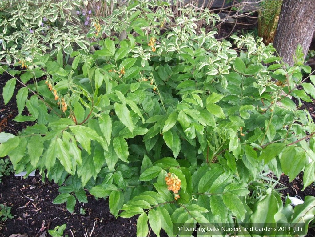 Perennials ~ Lathyrus aureus, Spring Vetchling ~ Dancing Oaks Nursery and Gardens ~ Retail Nursery ~ Mail Order Nursery