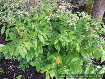 Perennials ~ Lathyrus aureus, Spring Vetchling ~ Dancing Oaks Nursery and Gardens ~ Retail Nursery ~ Mail Order Nursery