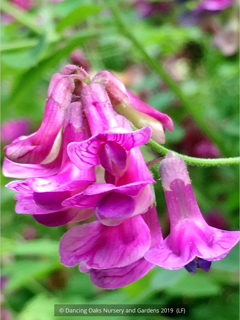 Perennials ~ Lathyrus niger, Black Pea, Black Vetchling ~ Dancing Oaks Nursery and Gardens ~ Retail Nursery ~ Mail Order Nursery