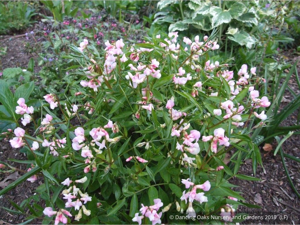 Perennials ~ Lathyrus vernus 'Alboroseus', Spring Vetchling ~ Dancing Oaks Nursery and Gardens ~ Retail Nursery ~ Mail Order Nursery