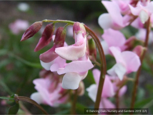 Perennials ~ Lathyrus vernus 'Alboroseus', Spring Vetchling ~ Dancing Oaks Nursery and Gardens ~ Retail Nursery ~ Mail Order Nursery