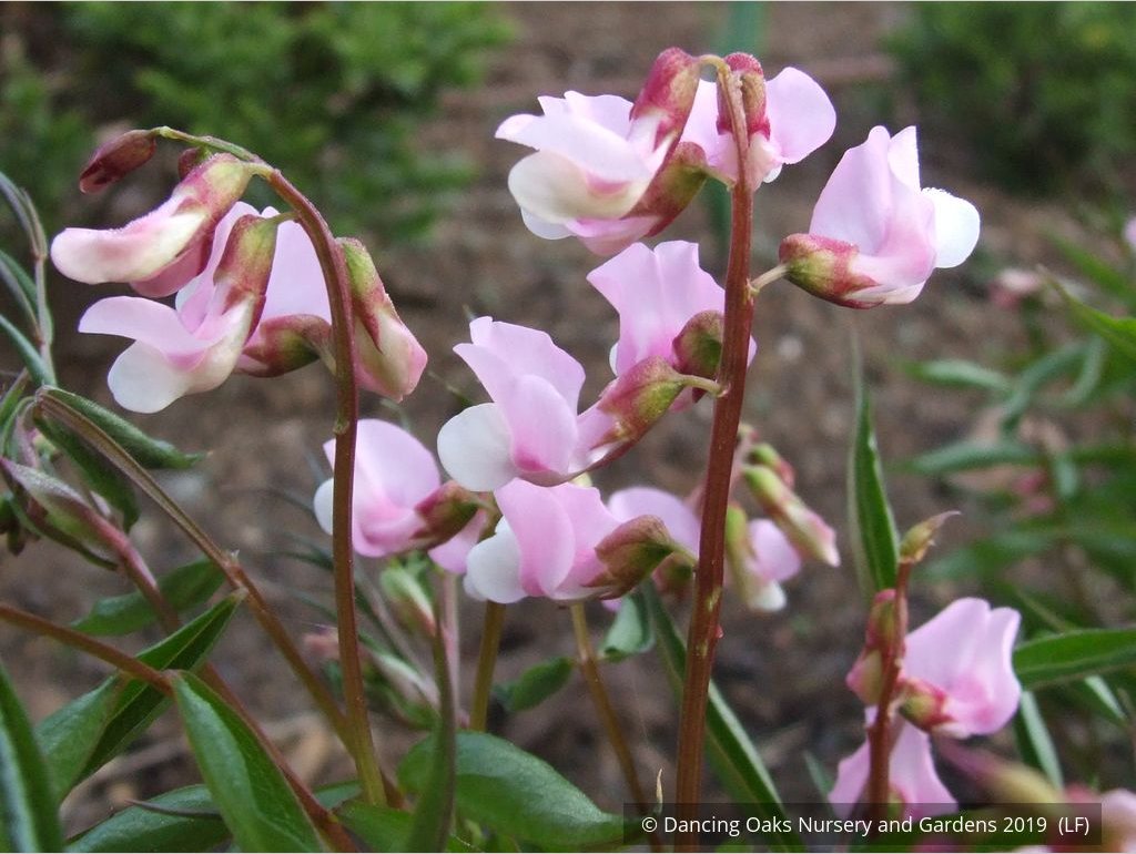 Perennials ~ Lathyrus vernus 'Alboroseus', Spring Vetchling ~ Dancing Oaks Nursery and Gardens ~ Retail Nursery ~ Mail Order Nursery