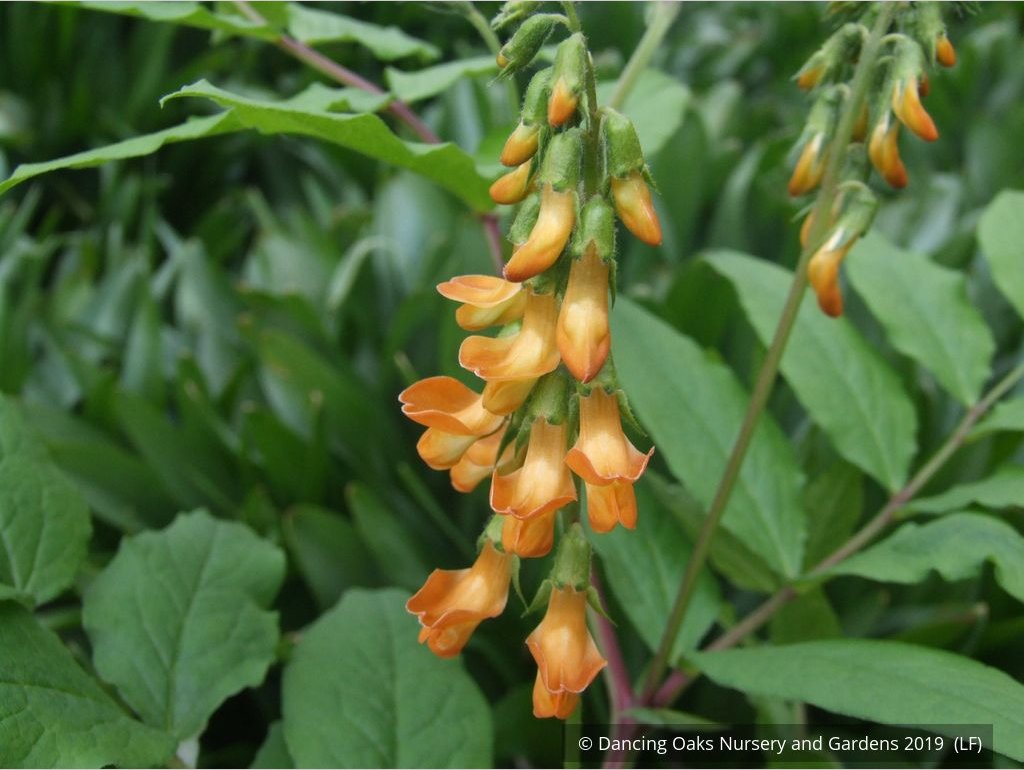 Perennials ~ Lathyrus aureus, Spring Vetchling ~ Dancing Oaks Nursery and Gardens ~ Retail Nursery ~ Mail Order Nursery