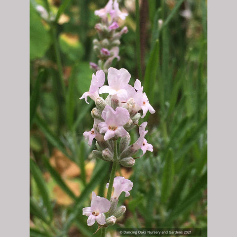 pink lavender plants for sale Lavandula angustifolia 'Hidcote Pink', Pink English Lavender