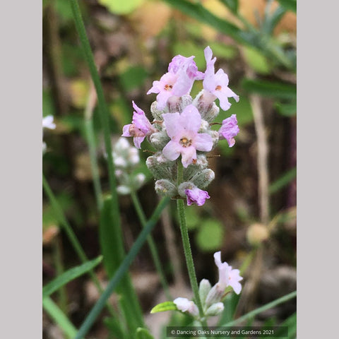 Lavandula angustifolia 'Hidcote Pink', Pink English Lavender