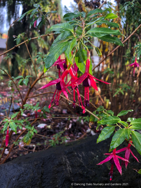 Fuchsia 'Lechlade Magician', Hardy Fuchsia – Dancing Oaks Nursery