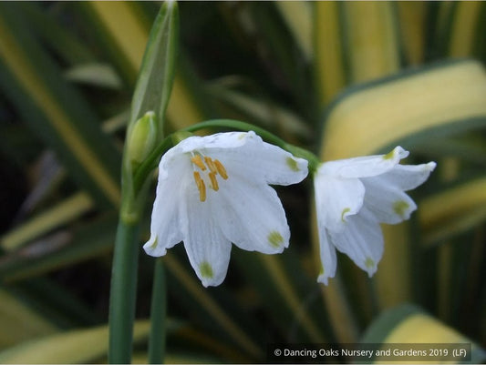 Bulbs & Tubers ~ Leucojum aestivum 'Gravetye Giant', Summer Snowflake ~ Dancing Oaks Nursery and Gardens ~ Retail Nursery ~ Mail Order Nursery
