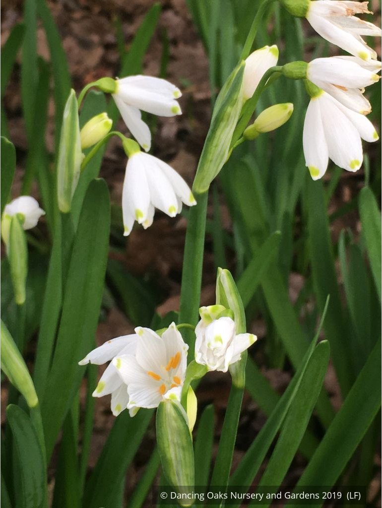 Bulbs & Tubers ~ Leucojum aestivum 'Gravetye Giant', Summer Snowflake ~ Dancing Oaks Nursery and Gardens ~ Retail Nursery ~ Mail Order Nursery
