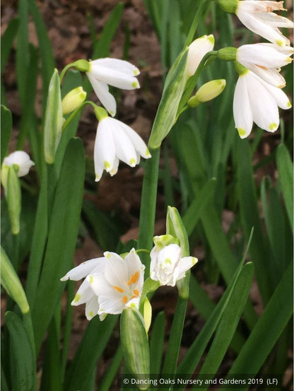 Bulbs & Tubers ~ Leucojum aestivum 'Gravetye Giant', Summer Snowflake ~ Dancing Oaks Nursery and Gardens ~ Retail Nursery ~ Mail Order Nursery