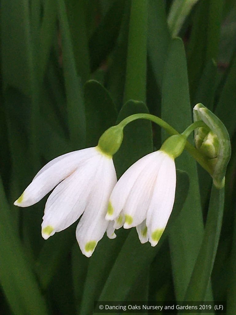 Bulbs & Tubers ~ Leucojum aestivum 'Gravetye Giant', Summer Snowflake ~ Dancing Oaks Nursery and Gardens ~ Retail Nursery ~ Mail Order Nursery