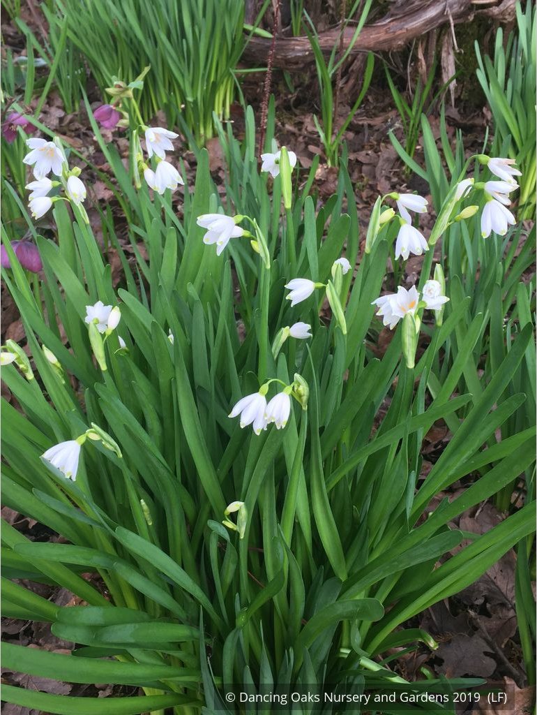 Bulbs & Tubers ~ Leucojum aestivum 'Gravetye Giant', Summer Snowflake ~ Dancing Oaks Nursery and Gardens ~ Retail Nursery ~ Mail Order Nursery