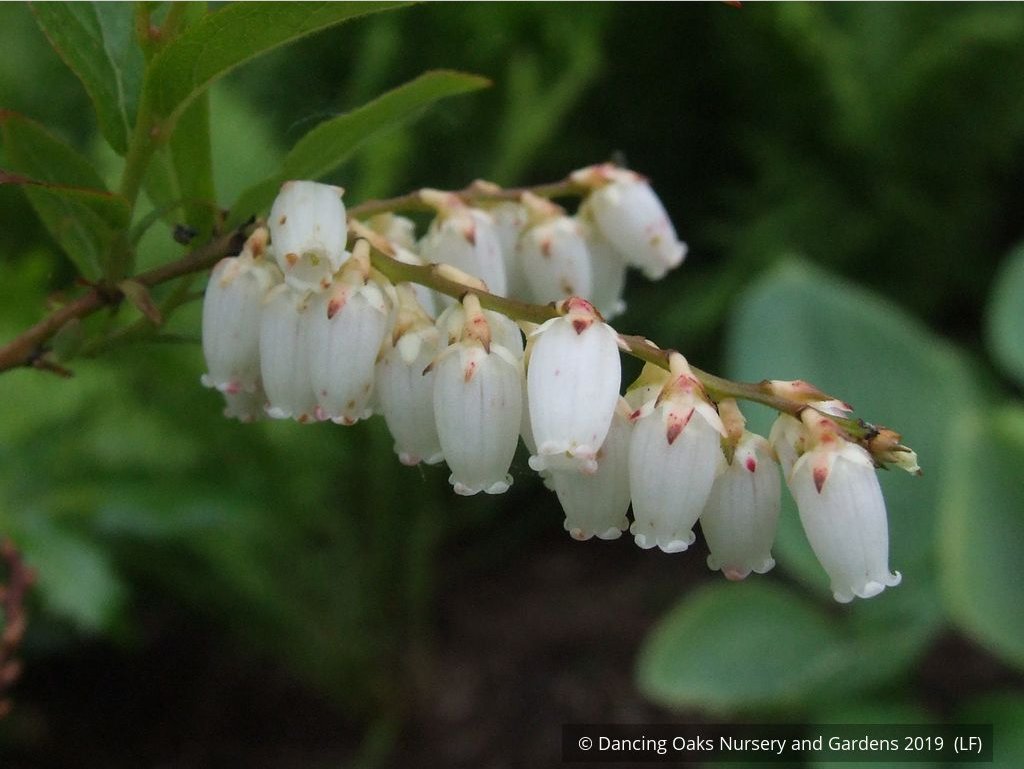 Shrubs ~ Leucothoe racemosa, Sweet Bells ~ Dancing Oaks Nursery and Gardens ~ Retail Nursery ~ Mail Order Nursery
