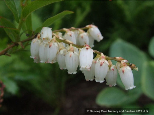 Shrubs ~ Leucothoe racemosa, Sweet Bells ~ Dancing Oaks Nursery and Gardens ~ Retail Nursery ~ Mail Order Nursery