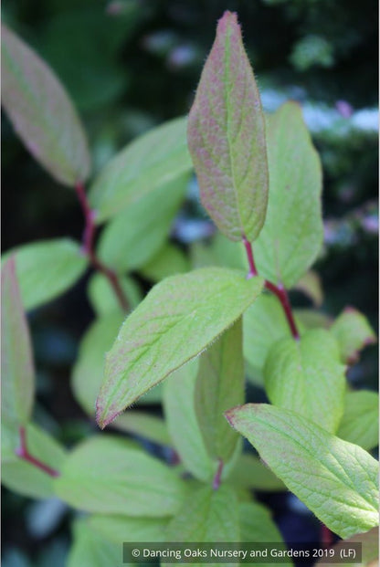Shrubs ~ Leucothoe racemosa, Sweet Bells ~ Dancing Oaks Nursery and Gardens ~ Retail Nursery ~ Mail Order Nursery