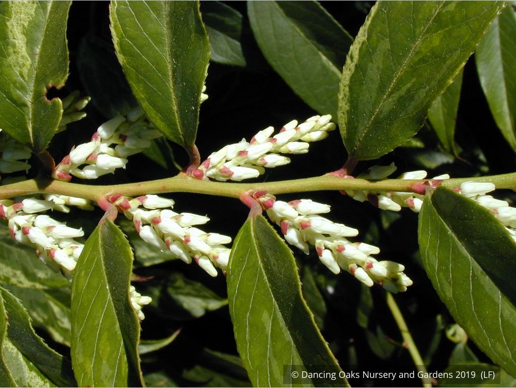 Shrubs ~ Leucothoe racemosa, Sweet Bells ~ Dancing Oaks Nursery and Gardens ~ Retail Nursery ~ Mail Order Nursery