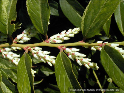 Shrubs ~ Leucothoe racemosa, Sweet Bells ~ Dancing Oaks Nursery and Gardens ~ Retail Nursery ~ Mail Order Nursery