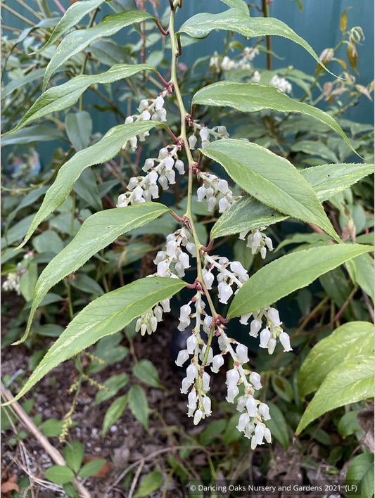 Shrubs ~ Leucothoe fontanesiana 'Rainbow' ~ Dancing Oaks Nursery and Gardens ~ Retail Nursery ~ Mail Order Nursery