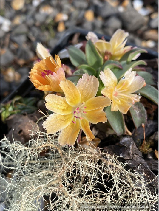 Perennials ~ Lewisia longipetala ‘Little Mango’, Hybrid Lewisia ~ Dancing Oaks Nursery and Gardens ~ Retail Nursery ~ Mail Order Nursery