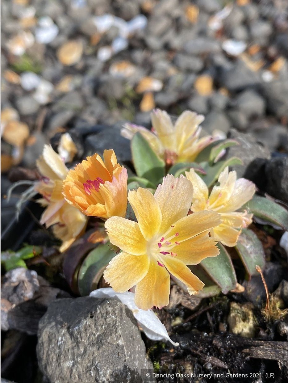 Perennials ~ Lewisia longipetala ‘Little Mango’, Hybrid Lewisia ~ Dancing Oaks Nursery and Gardens ~ Retail Nursery ~ Mail Order Nursery