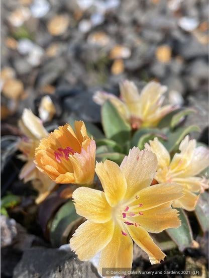 Perennials ~ Lewisia longipetala ‘Little Mango’, Hybrid Lewisia ~ Dancing Oaks Nursery and Gardens ~ Retail Nursery ~ Mail Order Nursery