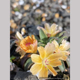Perennials ~ Lewisia longipetala ‘Little Mango’, Hybrid Lewisia ~ Dancing Oaks Nursery and Gardens ~ Retail Nursery ~ Mail Order Nursery