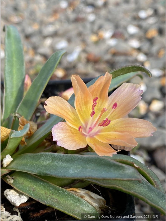Perennials ~ Lewisia longipetala 'Little Peach', Hybrid Lewisia ~ Dancing Oaks Nursery and Gardens ~ Retail Nursery ~ Mail Order Nursery